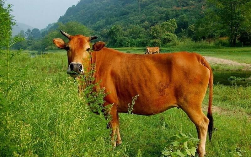 Mơ thấy bò ăn cỏ nên đánh con gì?